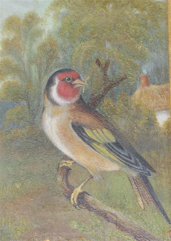 Victorian School, oil on board of a goldfinch and a print of a boy with bubbles, largest 16.5 x 11.5cm